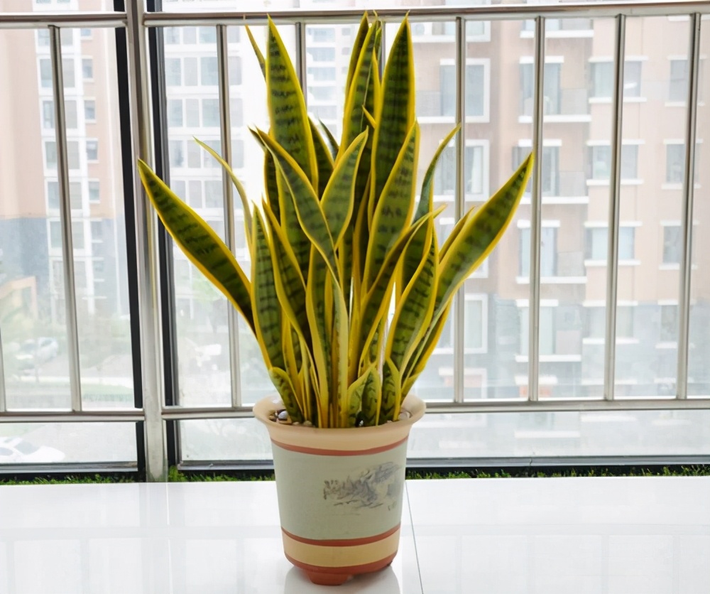 虎皮兰不浇水也烂怎么回事,虎皮兰不爱长