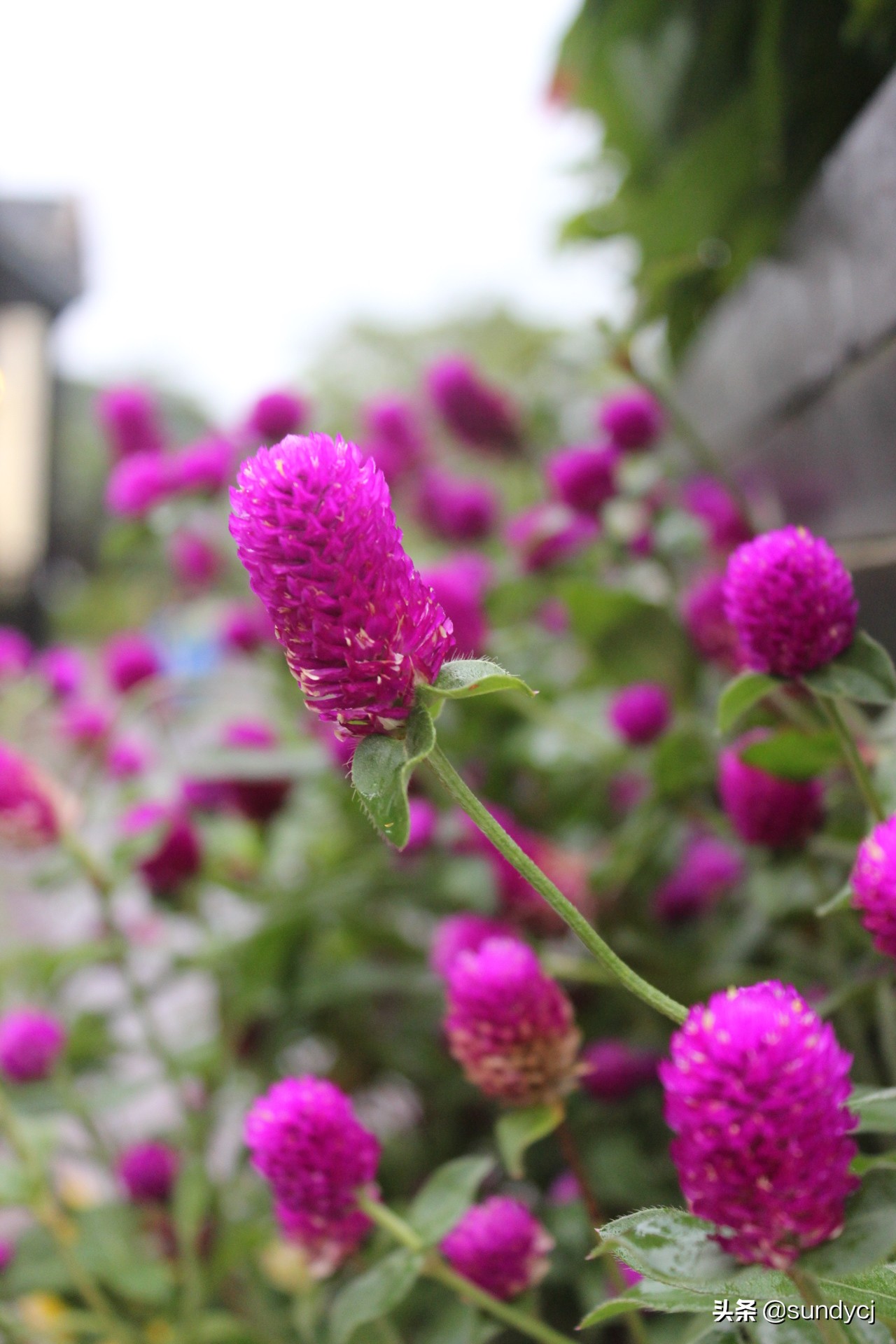 小奔奔,长安新能源奔奔自驾游西藏