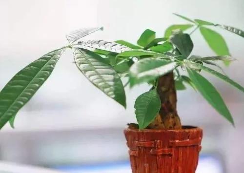 家中养什么花风水最好,家里养什么花风水最好最旺