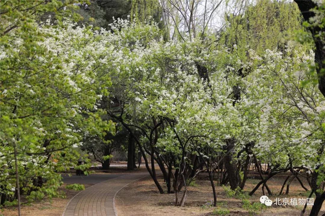 中国科学院植物研究所北京植物园,北京植物园有牡丹花还有什么花