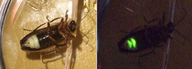 瓢虫害虫和益虫的区别图,益虫害虫有哪些视频