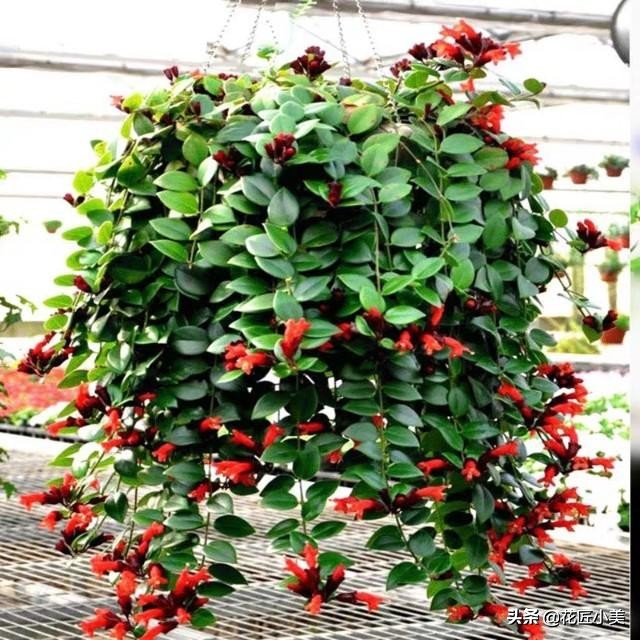 口红吊兰怎么养才能更旺盛视频,口红吊兰叶子发黄掉落是怎么回事