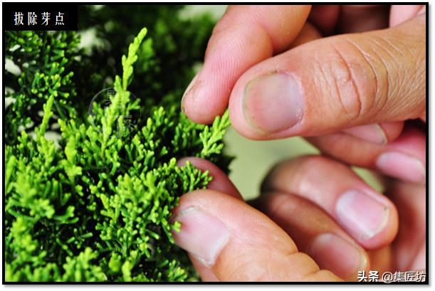 盆景选芽与摘芽，做好了，盆景树形稳定就完成了一半