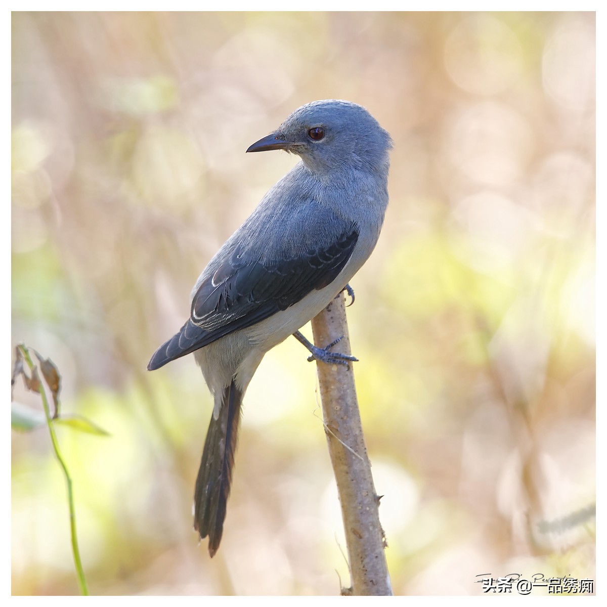 鸟类名字生僻字,带有鸟字的生僻字