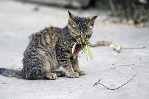 铁线虫寄生人类之后会发生什么,世界上最恐怖的虫子铁线虫