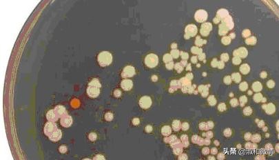 甲硝唑片的说明书用量看不懂,甲硝唑片说明书范文