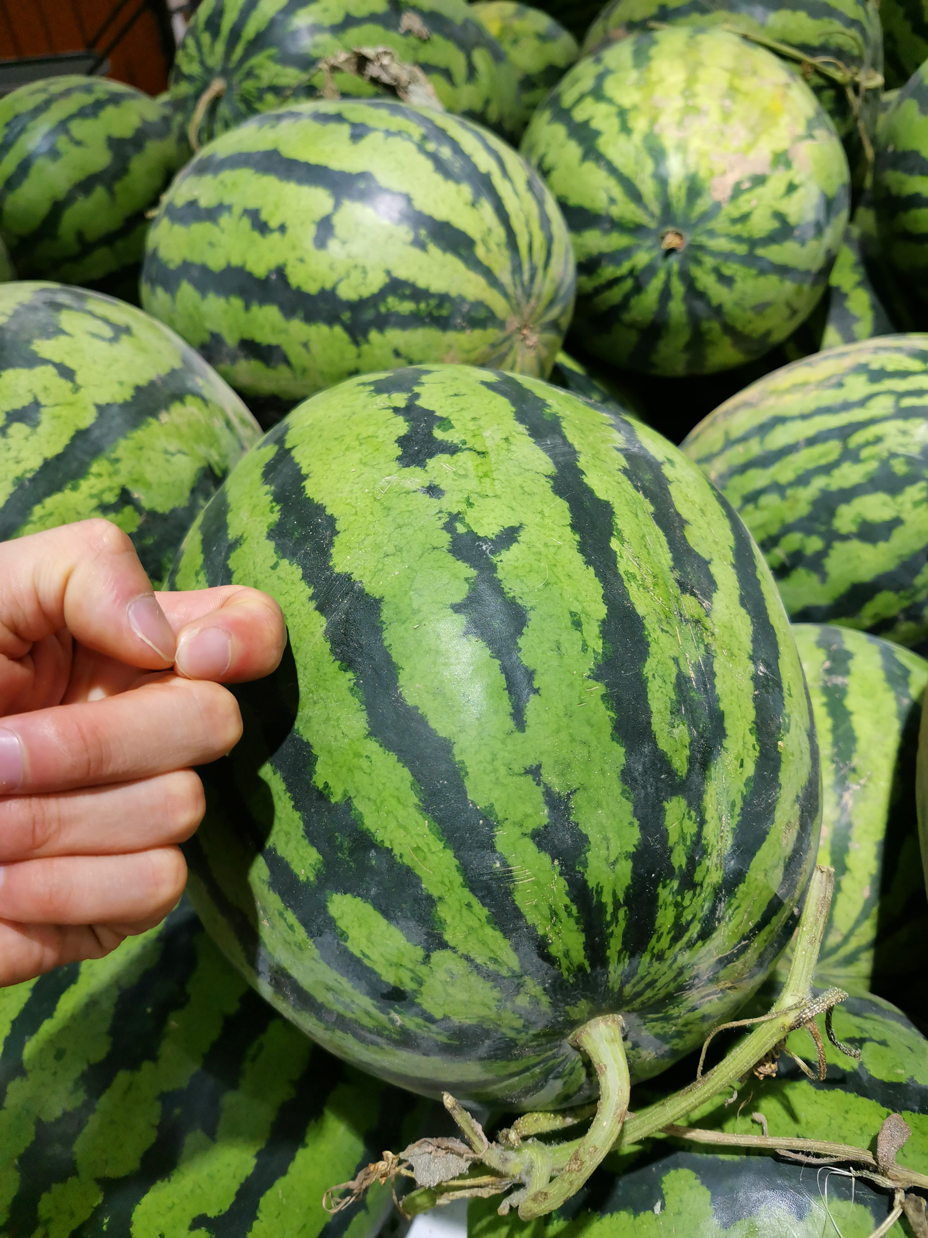 果农教你挑西瓜,瓜农教你地里挑西瓜技巧