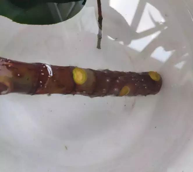 倒垃圾时捡一盆绿萝,被丢弃的一盆绿萝