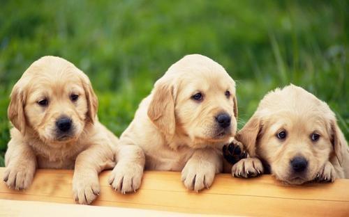 拉布拉多幼犬喜欢乱蹦扑人,拉布拉多犬扑人怎么纠正