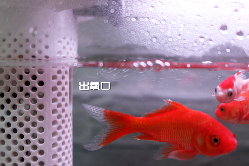 养鱼日记森森鱼缸,水族箱造景养鱼日记