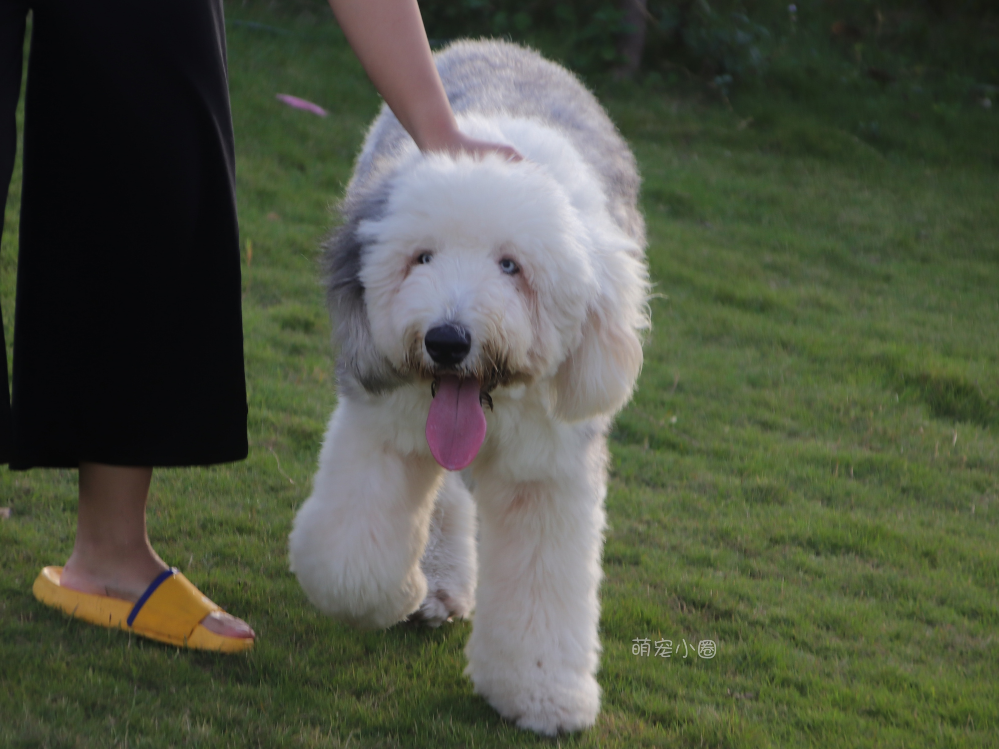 狗狗会害怕这8件事你知道吗,狗狗突然很害怕主人就生病了
