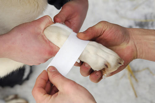 狗舔了正在愈合的伤口,狗的伤口自己能舔好吗