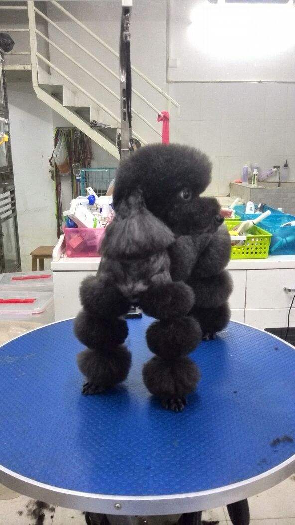 二狗泰迪,泰迪为啥会烂大街