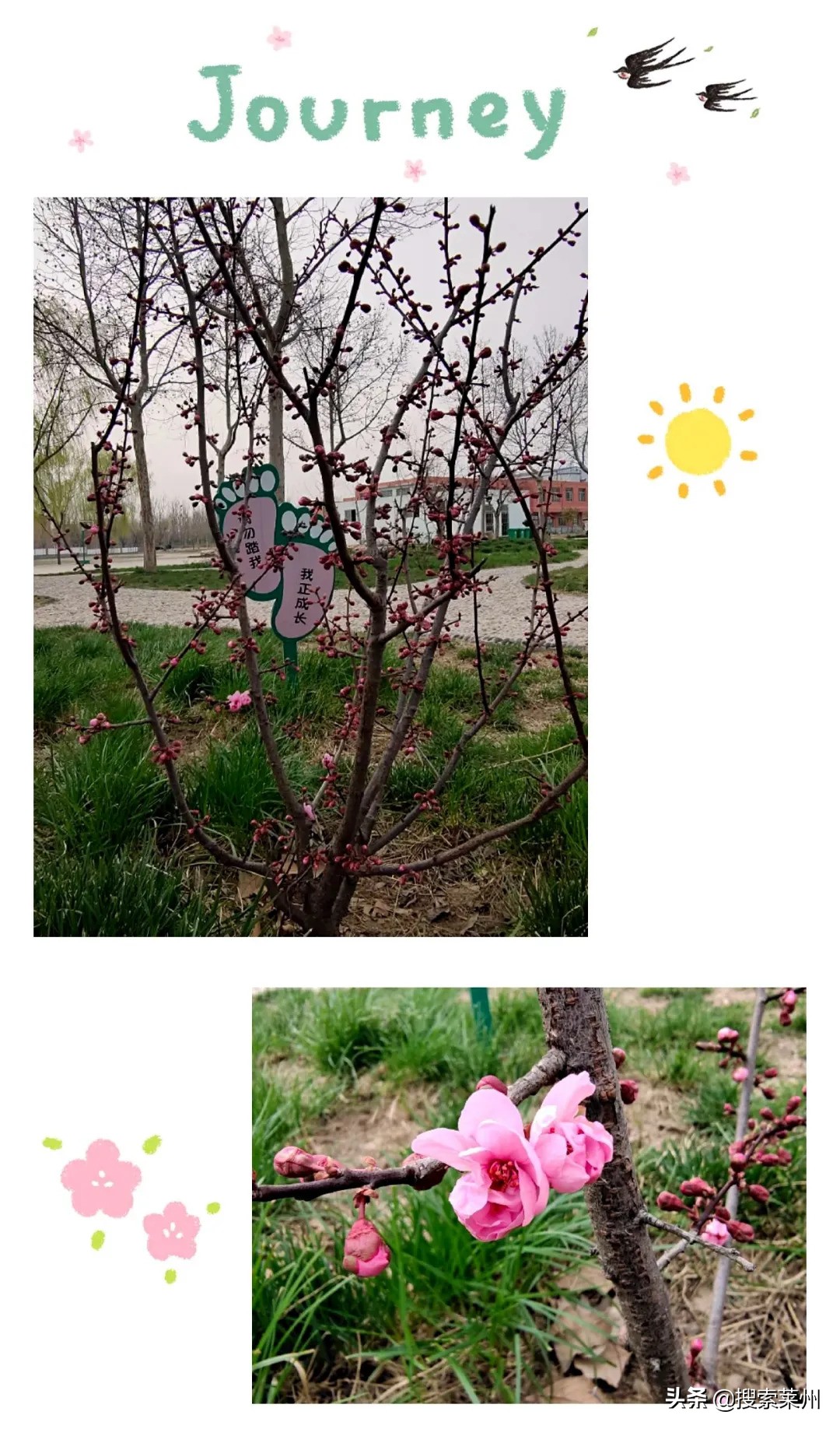 春满校园春暖花开,沙河镇中心小学校园