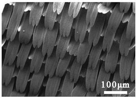 荷叶为什么出淤泥而不染读后感,荷叶出淤泥而不染濯清涟而不妖
