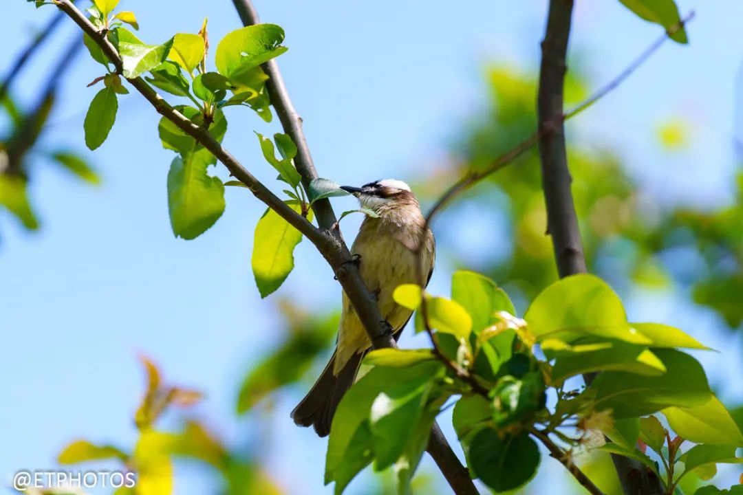 腾龙70-2002.8镜头最新款,腾龙70-180mmf2.8微距实拍如何使用