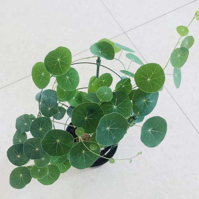 适合养乌龟的绿植,养乌龟绿植推荐