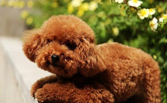 泰迪犬的这7种表现,泰迪吃醋了