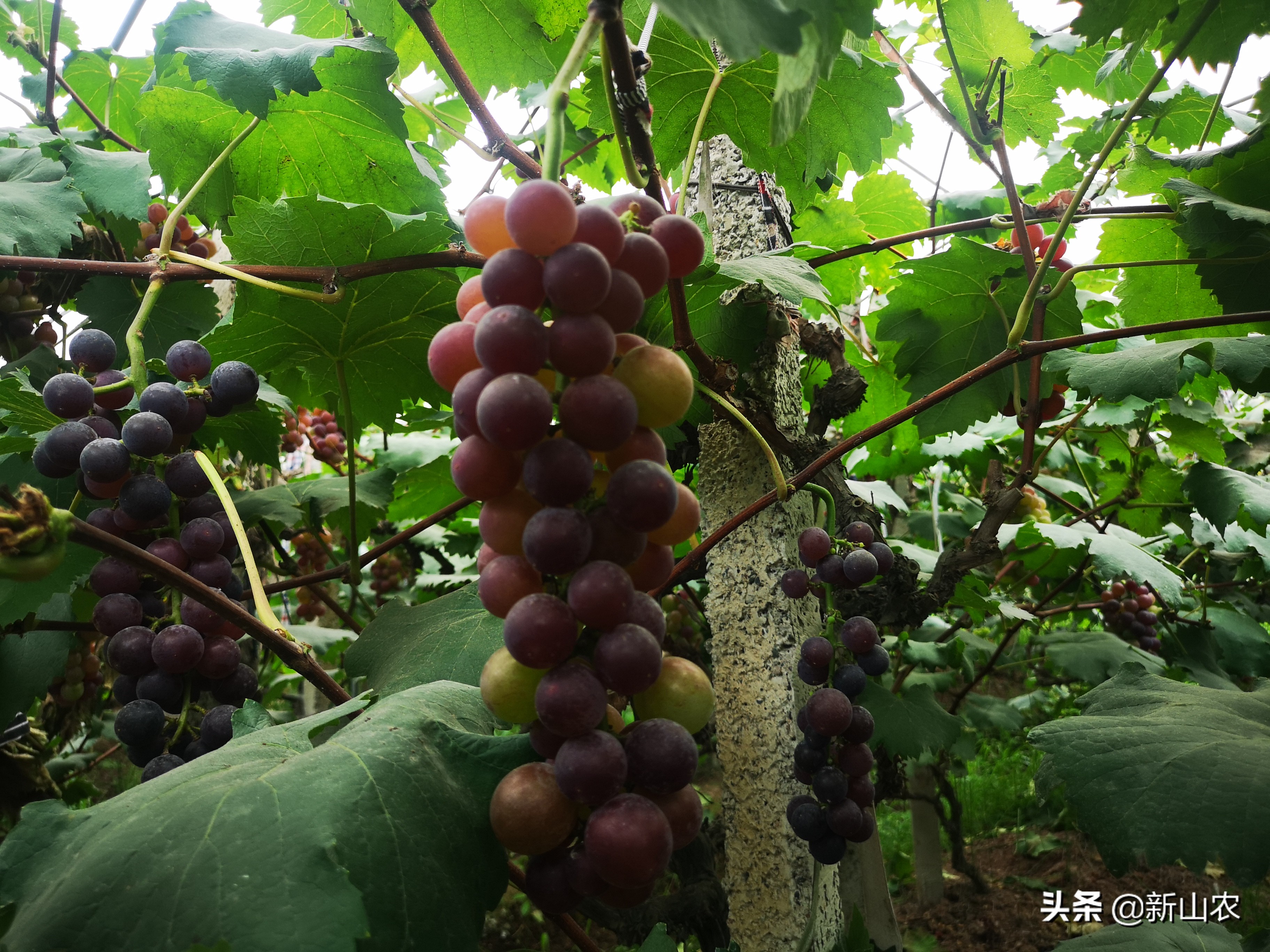 “洋气”的“土专家”，西彭镇马鞍村黄代华，“好人老黄”绰号