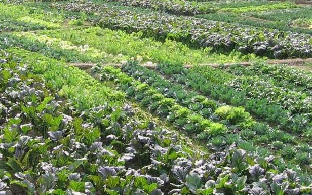 循环农业致富,循环农业结出致富果