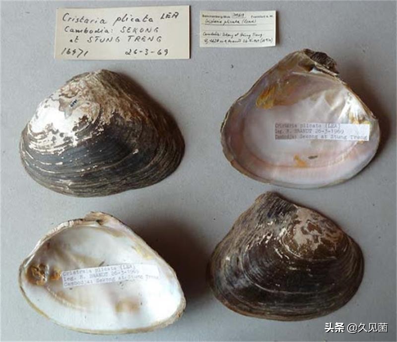 泰国男子海螺里吃出龙珠,泰国司机吃出橙色珠子