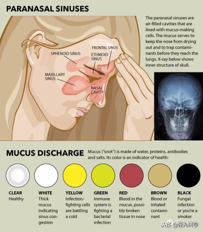 其实你每天都要喝1500毫升鼻涕，不想喝也得喝
