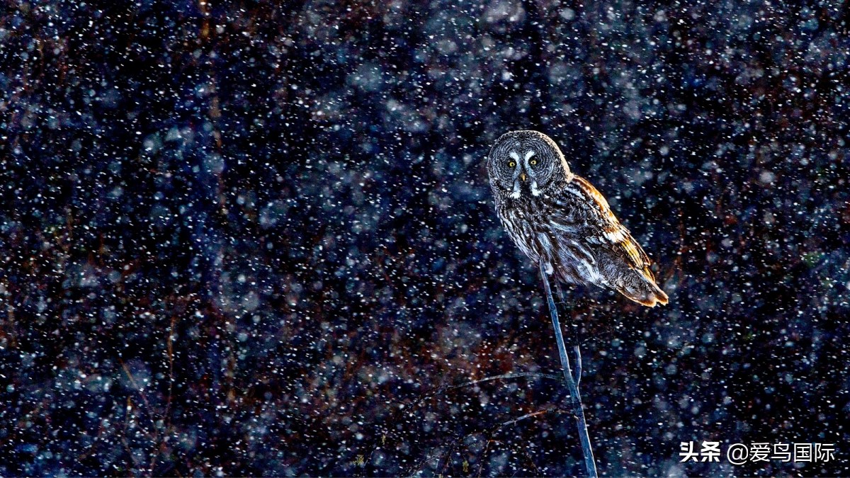 观鸟大年作品集,观鸟大年完整版