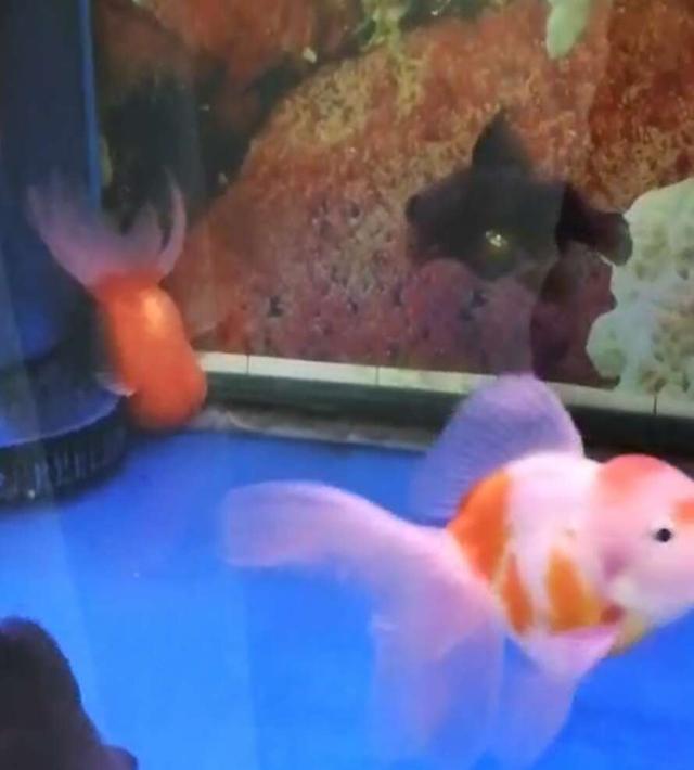 鱼缸水流太大对鱼苗好吗,鱼缸水浑浊对观赏鱼有害吗