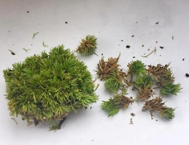 小苔藓最佳治疗方法,小型苔藓微景观怎么养