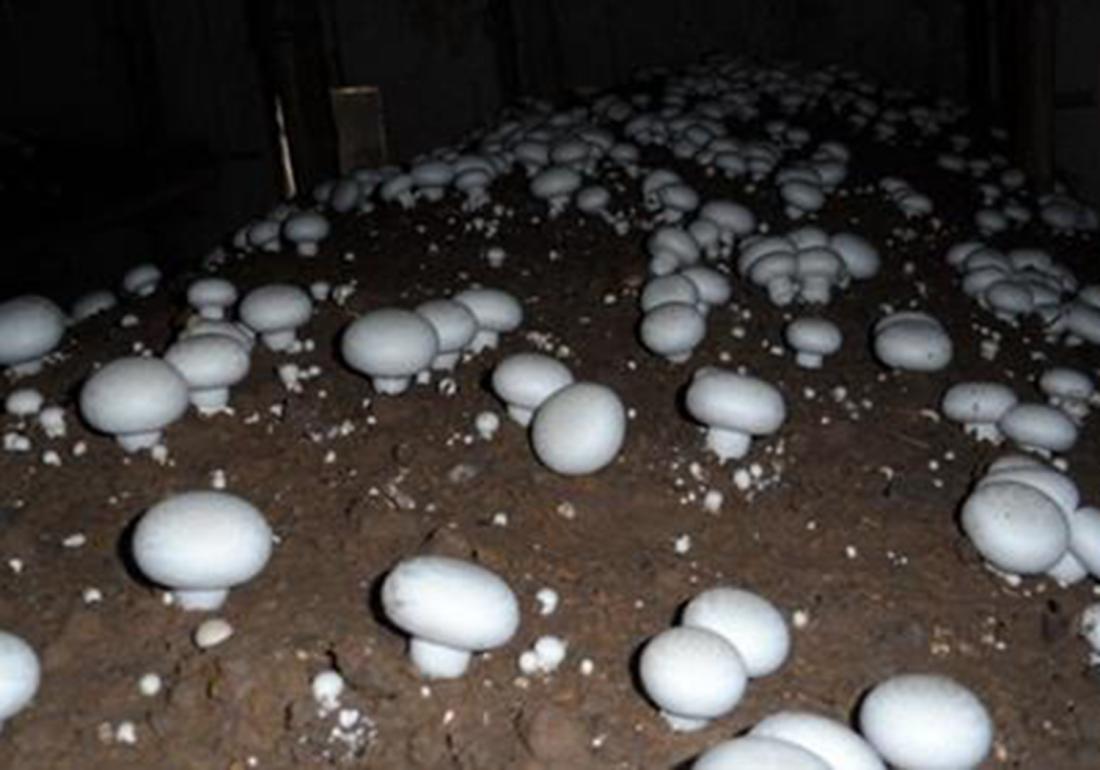 双孢菇的种植方法及步骤,双孢菇的室内种植方法和技术