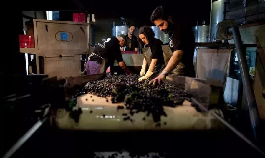 红葡萄酒是怎么发酵的,红葡萄酒的酿造过程