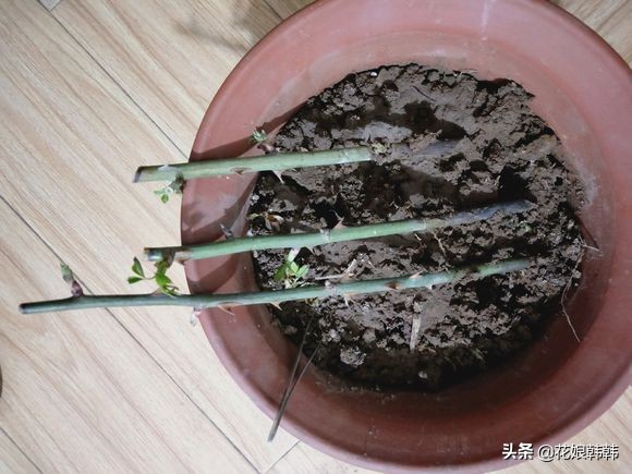 你还在为嫁接而烦恼吗,扦插成活率的提高方法