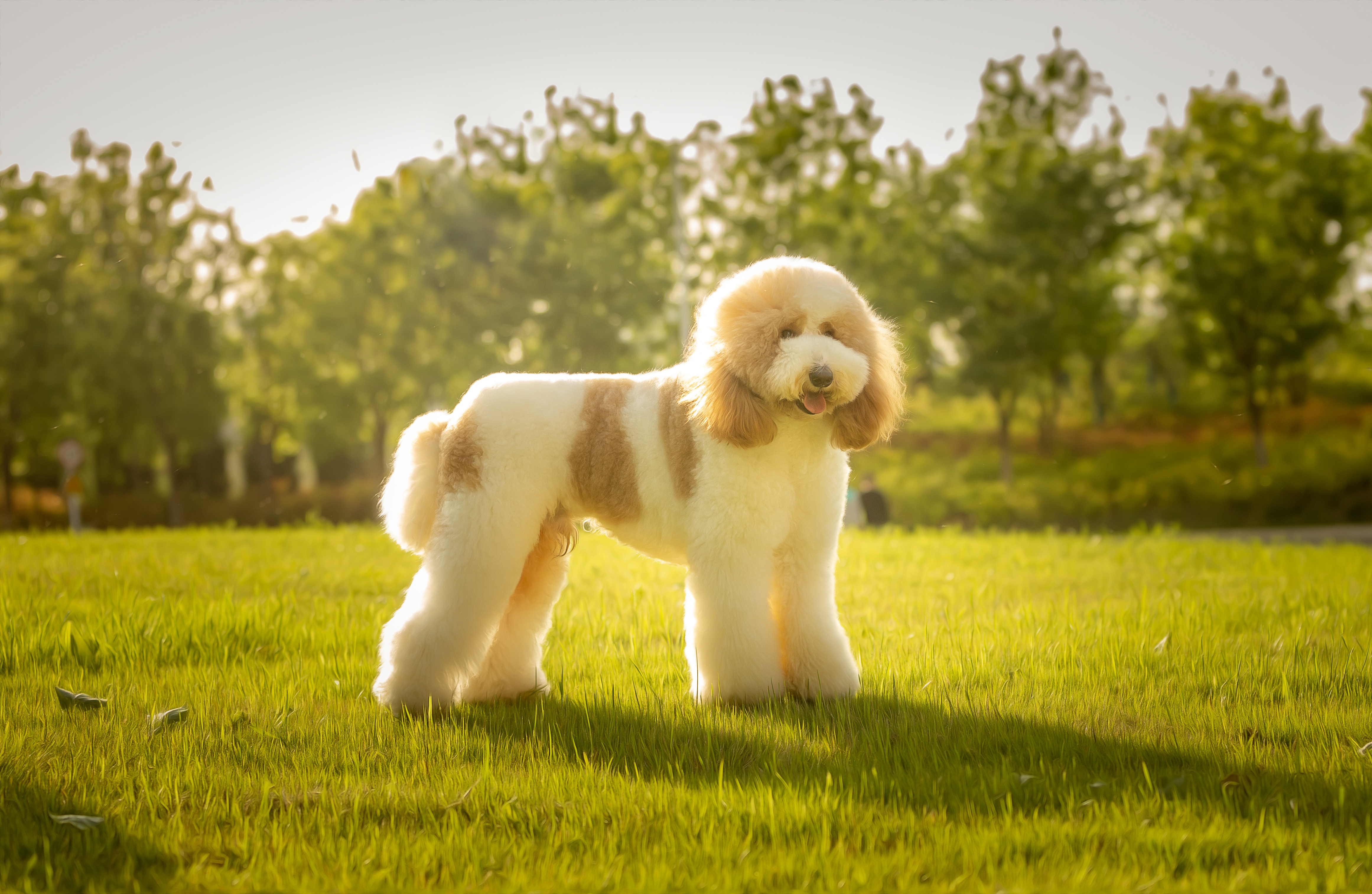你会给宠物花多少钱,怎样拍宠物写真