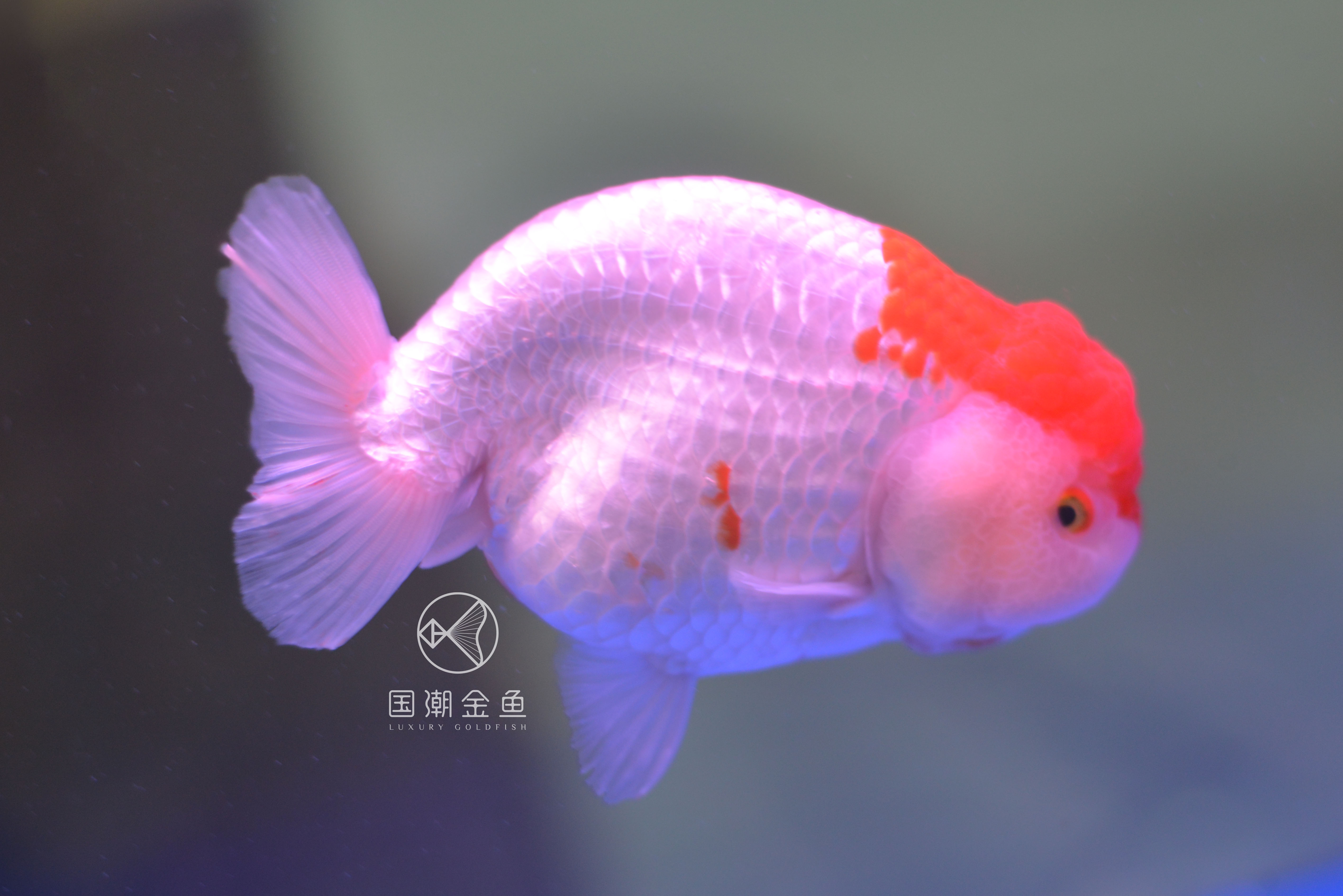 金鱼的颜色与光照的关系,什么品种的金鱼后期颜色稳定