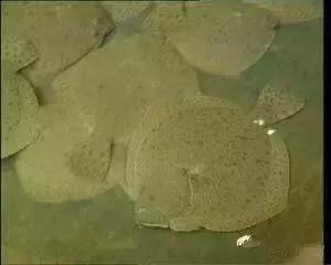 海南渔民整理的海鲜大全,渔民海鲜介绍