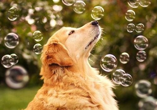 狗狗生完小狗拉稀怎么治疗,狗狗到家第一天没拉稀第二天拉稀