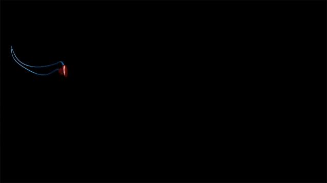 研究显示：精子像钻头一样钻入体内！它“欺骗”了科学家300多年