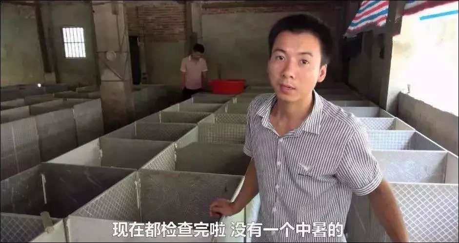 沦为“挂壁”之后,茄子还有真实|BBUP