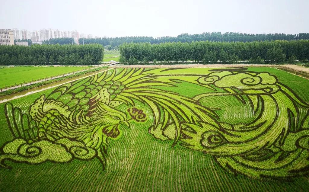 曹妃甸稻花节怎么样,曹妃甸稻花节现状