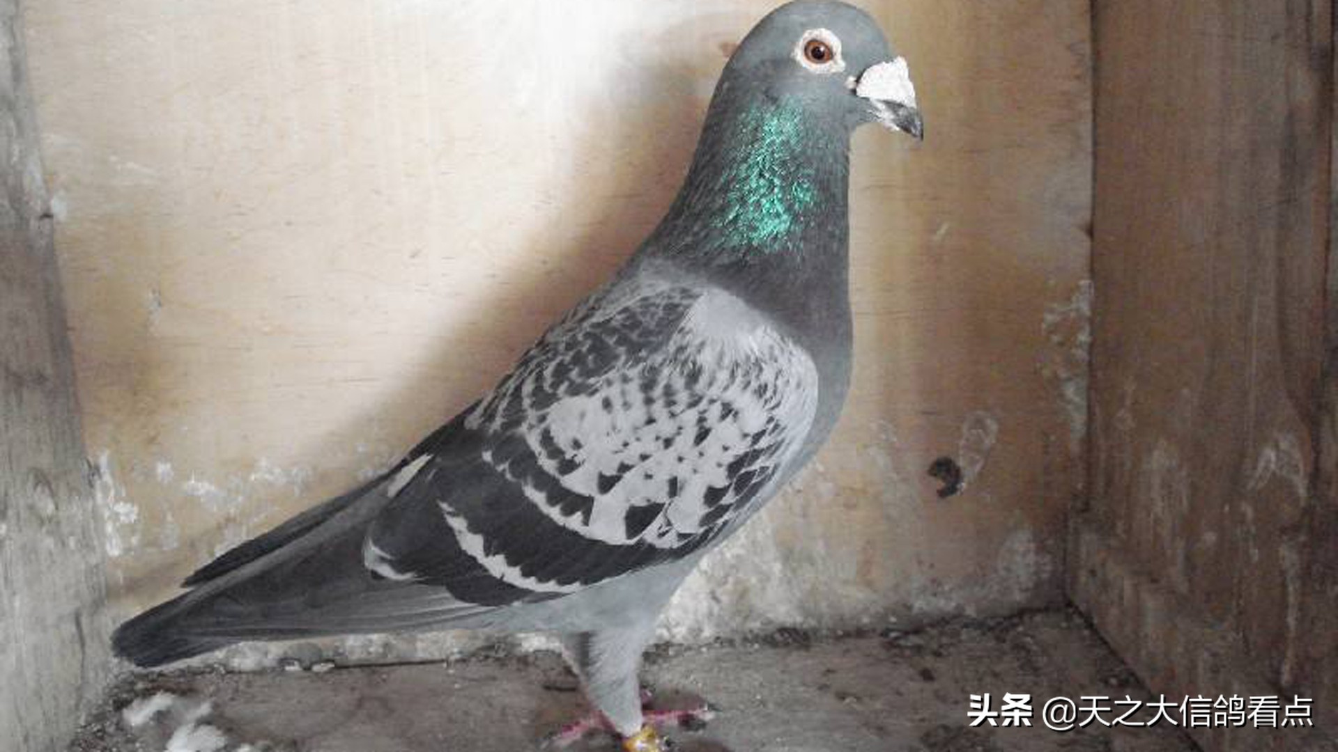 赛鸽资讯鸽子不好管理该怎么做,赛鸽疾病讲解视频