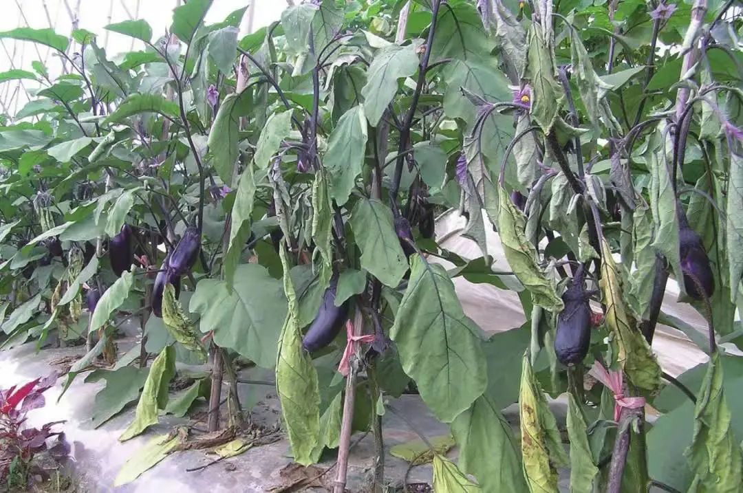 茄子虫害图片及症状,茄子虫害最佳治疗方法