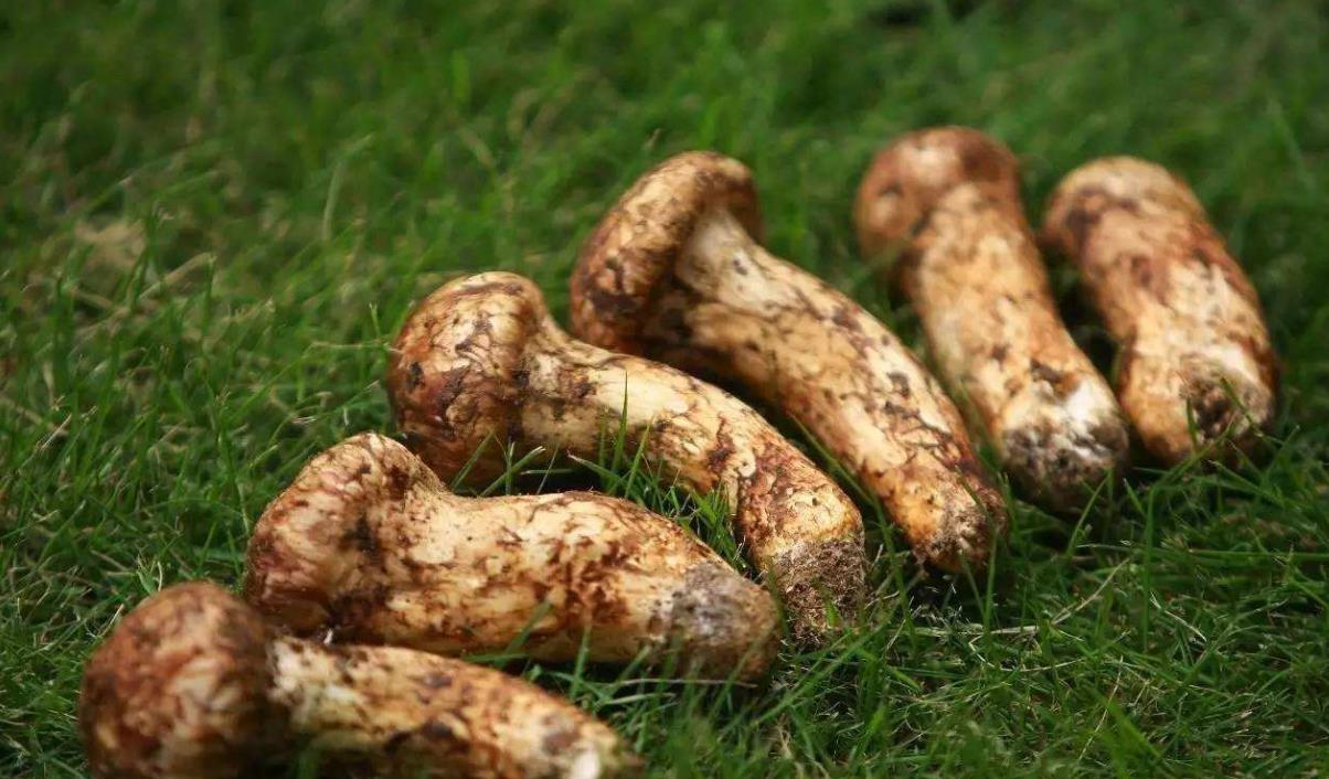 新鲜的松茸怎么洗干净,新鲜松茸怎么清洗视频