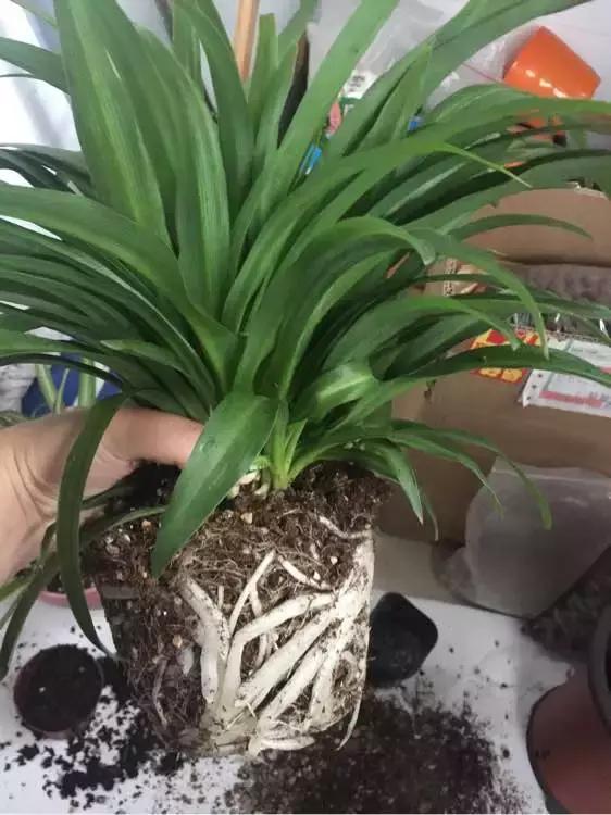 绿萝吊兰爱“吃土”,2年盆土“吃光光”,说啥也要换土!