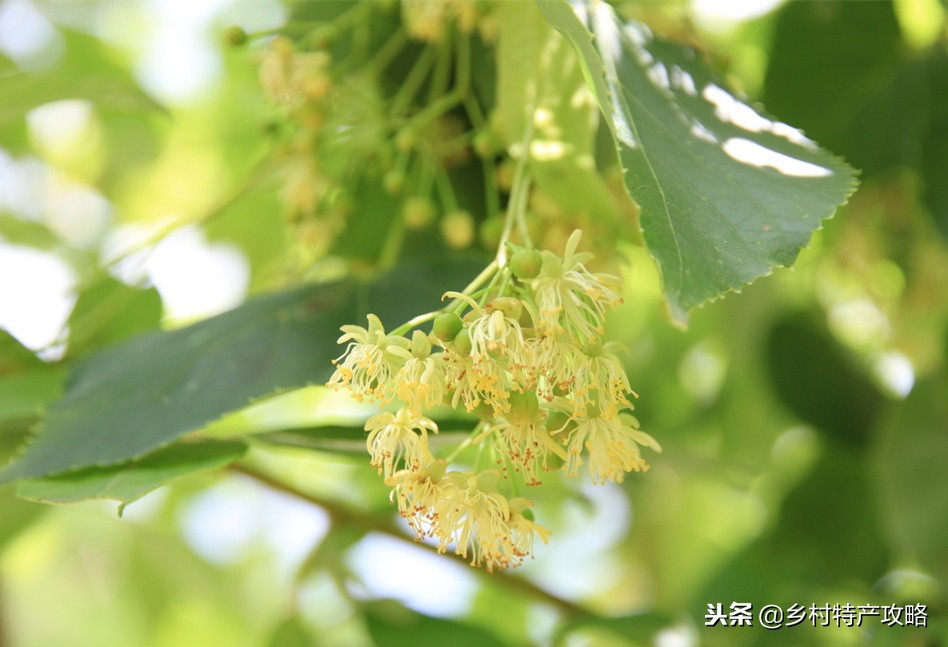 黑龙江黑蜂椴树蜜怎么样,正宗东北饶河黑蜂椴树蜜