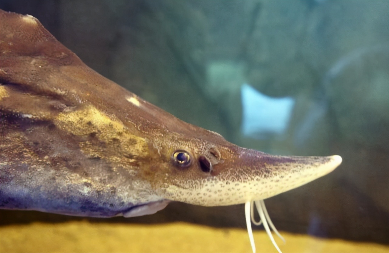 意外捕捞野生达氏鳇,达氏鳇能活多少年