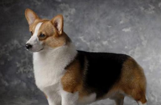 山地犬狗狗的品种,常见的狗狗品种大全