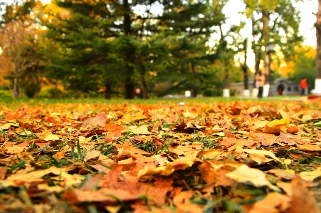 秋天的树叶为什么变黄或者脱落,秋天的叶子为什么变黄落下来