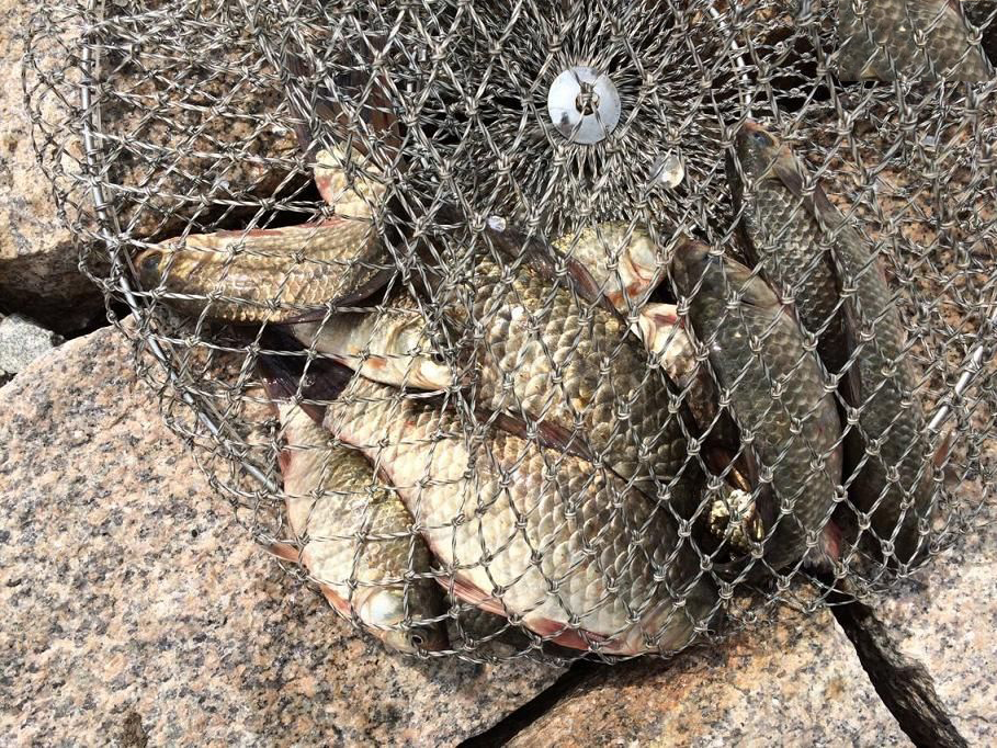 “小黄面”为什么风靡黑坑?它是一种怎样的钓饵,从四个方面探究