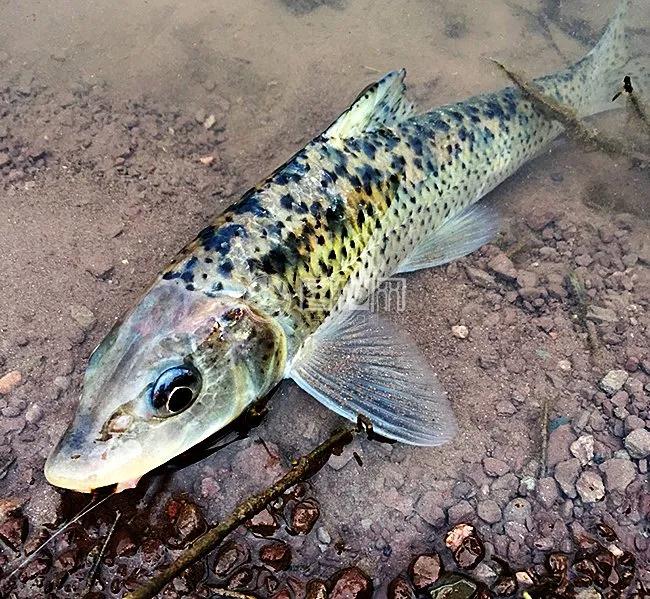 公认最好吃的10种淡水鱼,公认好吃淡水鱼有哪些种类