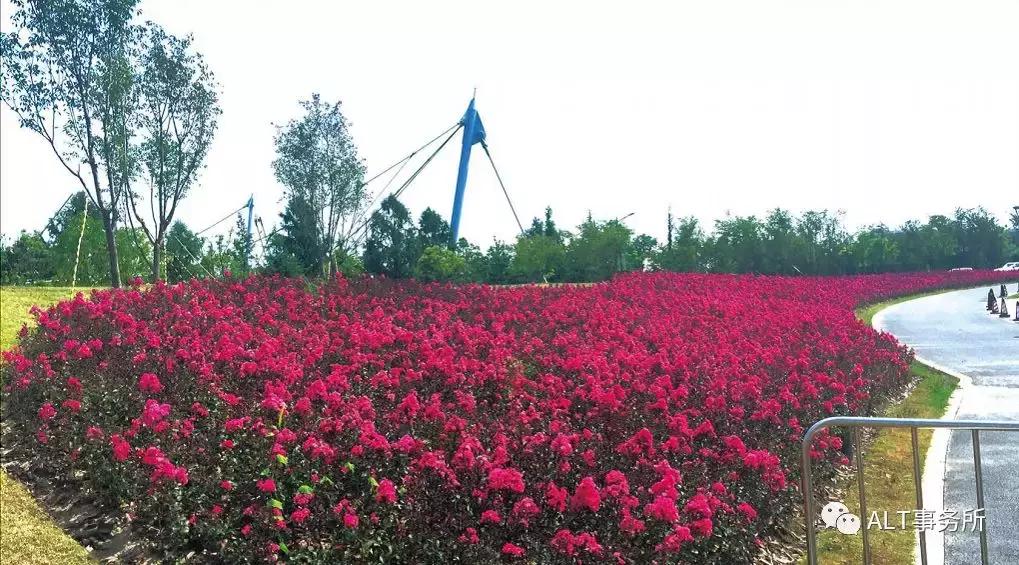 天鹅绒紫薇花烂漫,花争艳